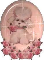 sparkly poodle with roses