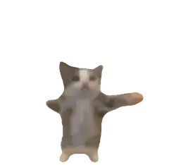 Dancing cat on white background