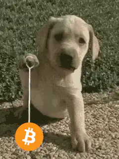 Puppy holding Bitcoin