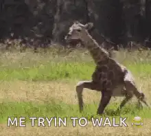 Baby giraffe trying to walk
