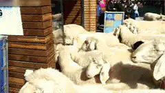 Sheep flocking into Apple Store