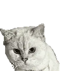 Sad white cat looking down