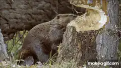 Beaver eating tree bark