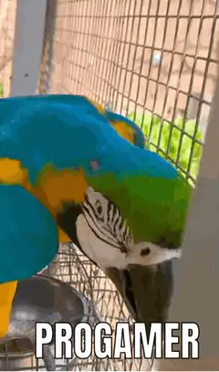 Blue and yellow macaw parrot pro gamer