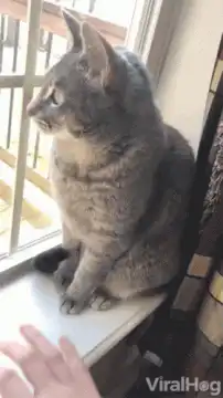 Cat shakes hand