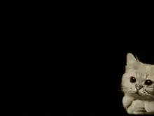 fluffy cat in clouds