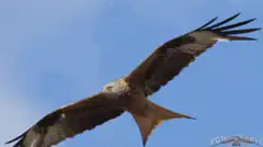 Red kite soaring in blue sky