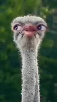 Ostrich head looking around