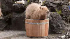 Capybara in wooden tub with water spout