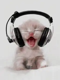 Kitten yawning with headphones