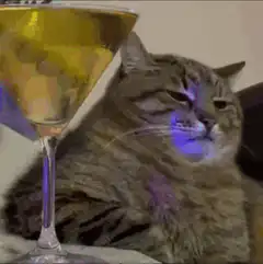 drunk cat with martini