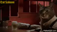 Cat Saloon
