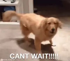 Excited golden retriever dog