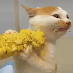 Cat eating corn with tongue out
