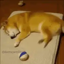 sleeping shiba dog