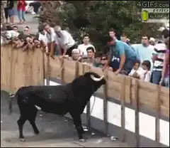 Bull jumps over wooden fence