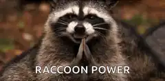 Raccoon Power