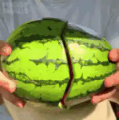 Pug inside a watermelon