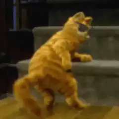 Orange cat dancing with sunglasses