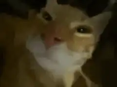 Orange and white cat licking its nose
