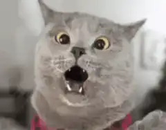 Shocked gray cat with wide eyes