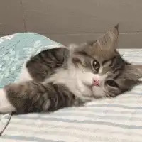 kitten hiding under blanket
