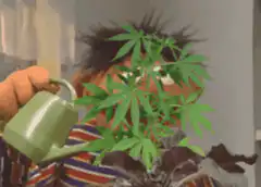 Big Bird watering a marijuana plant
