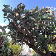 Prickly Pear Cactus with Red Fruit