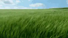 Green grass field blowing in the wind