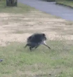 Raccoon running on all fours
