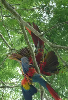 Colorful Macaw Parrot in Tree