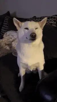 White dog sitting on couch