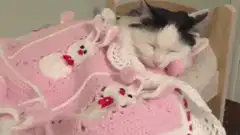 sleeping kitten with bunny blanket