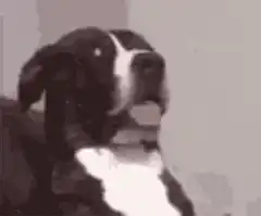 dog head tilt