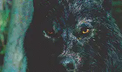 Intense stare of a black wolf