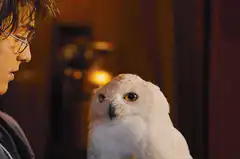 Hedwig reads Harry Potter's letter