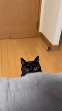 black cat jumps at camera