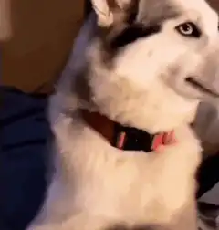 Husky dog looking sideways