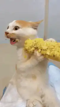 Cat eating corn cob