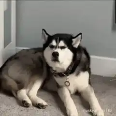 Husky squinting and blinking
