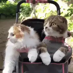 Two cats in a stroller