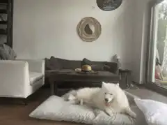 fluffy white dog rolls over on cushion