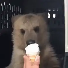 Cute bear cub eating ice cream