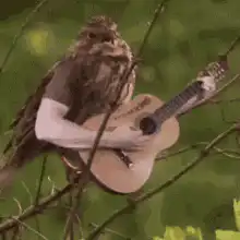 bird playing guitar