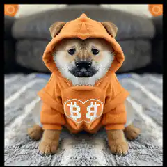 Shiba Inu in Bitcoin hoodie
