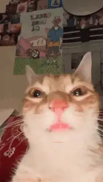 Cat with pink nose and lips filter