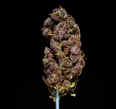 Rotating purple cannabis bud