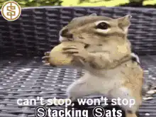 Chipmunk stuffing nuts with stacked sats text