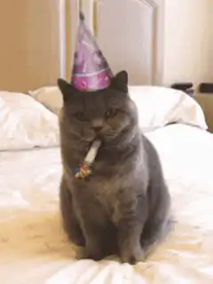 Unimpressed cat with party hat and noisemaker