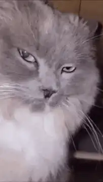 judgy cat squinting